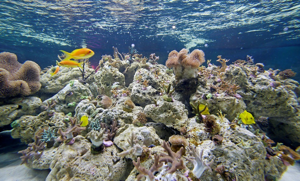 Welt der Korallen lockt ins SEA LIFE Speyer